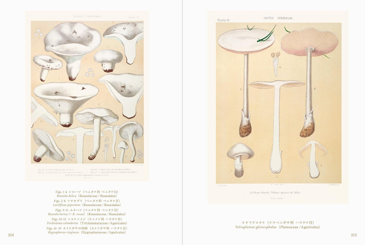 Beautiful Mushroom Illustrations of the World
