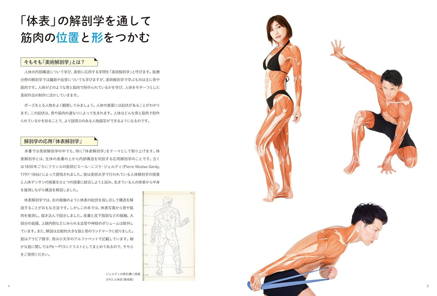 Surface Anatomy For Artists