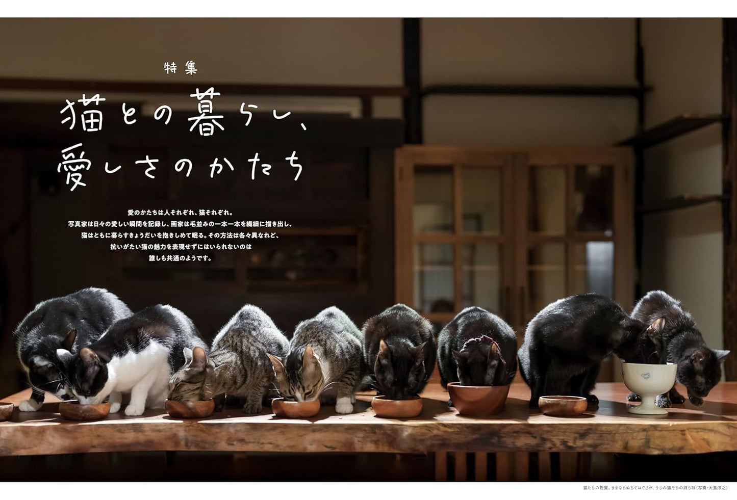 Neko Biyori Spring 2025