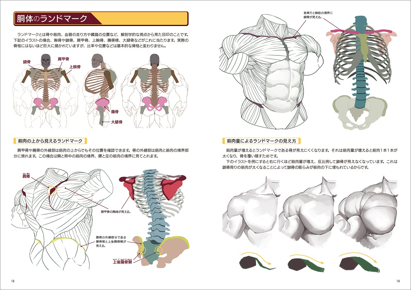 How To Draw Strong Muscles