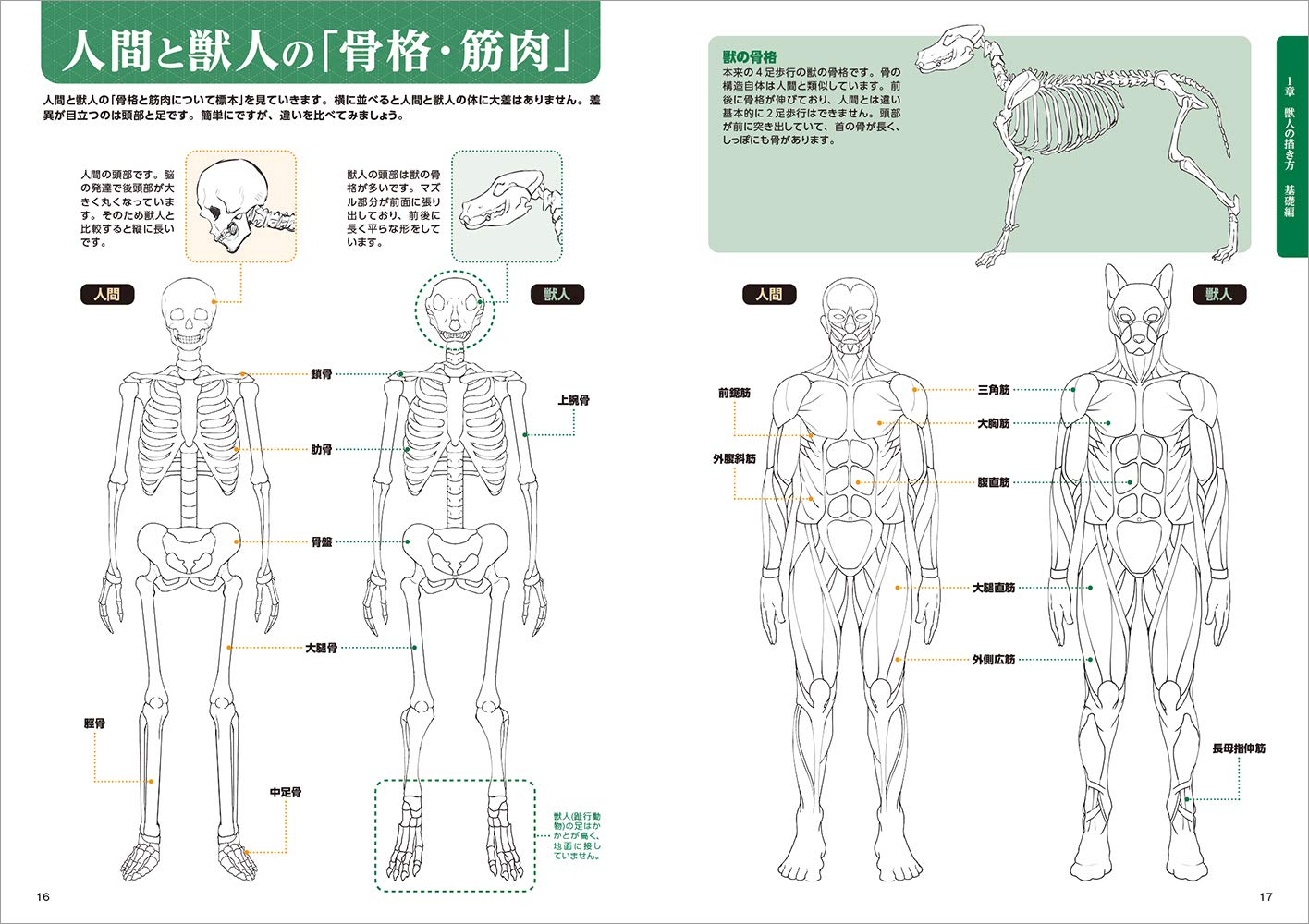 Therianthrope Pose Book