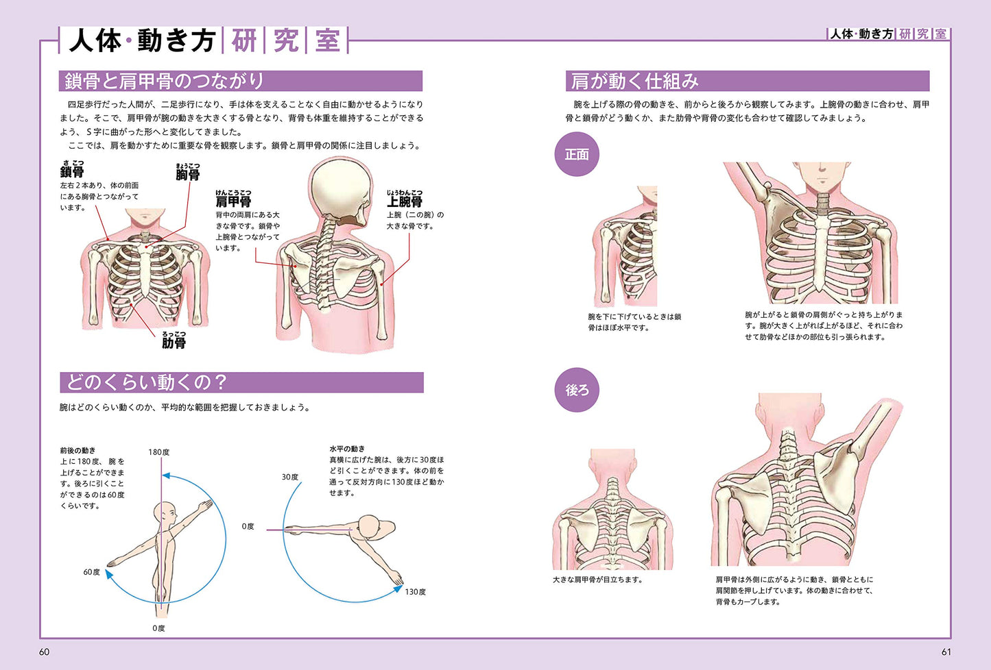 How To Draw the Neck, Shoulders, and Arms