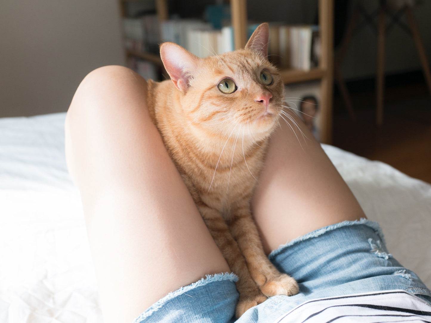 Neko to Futomomo /Cat & Thighs  Yuki Aoyama Photo Works