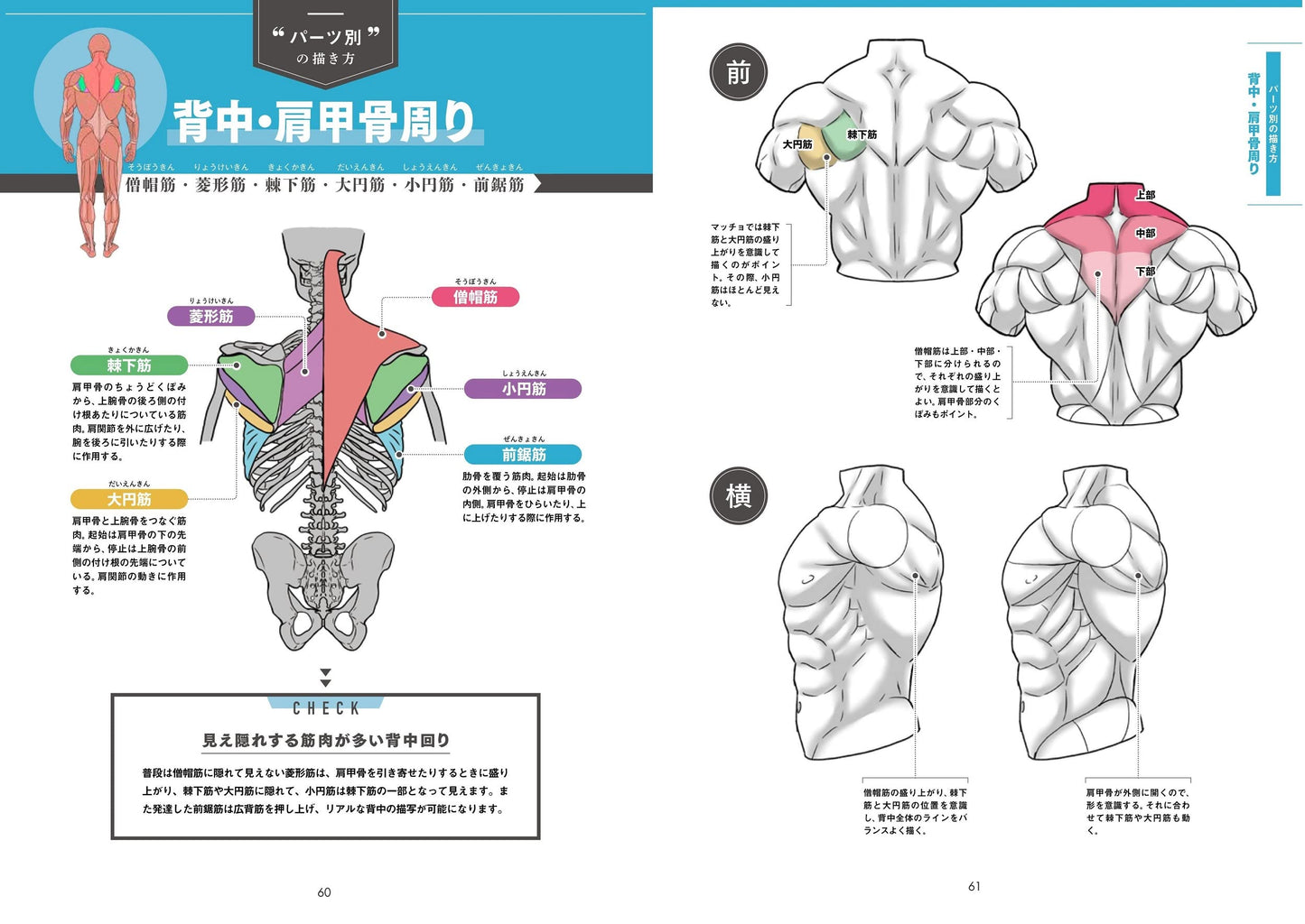 Draw muscles! Understand structure by body part