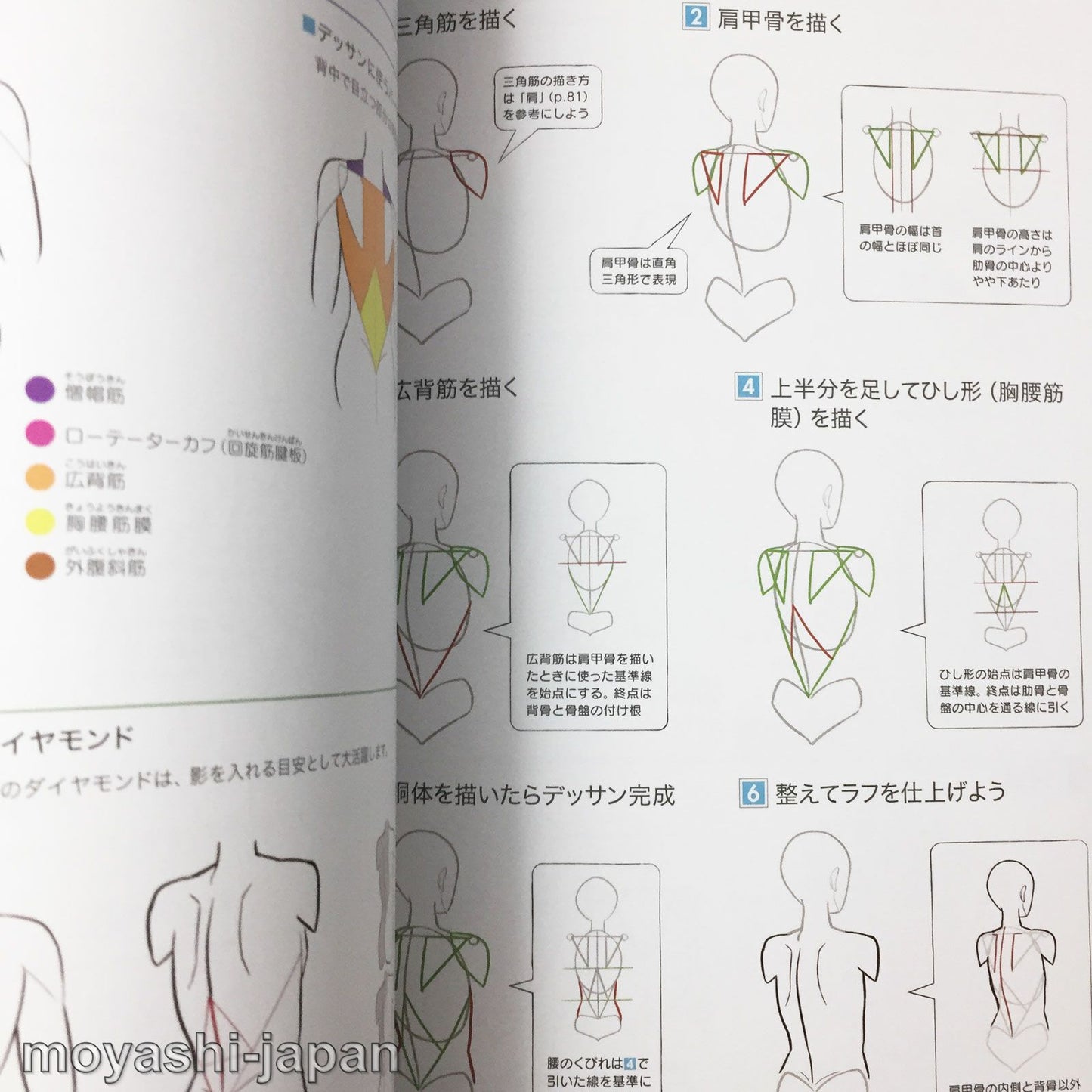 Digital Illustration "Body" Drawing Encyclopedia
