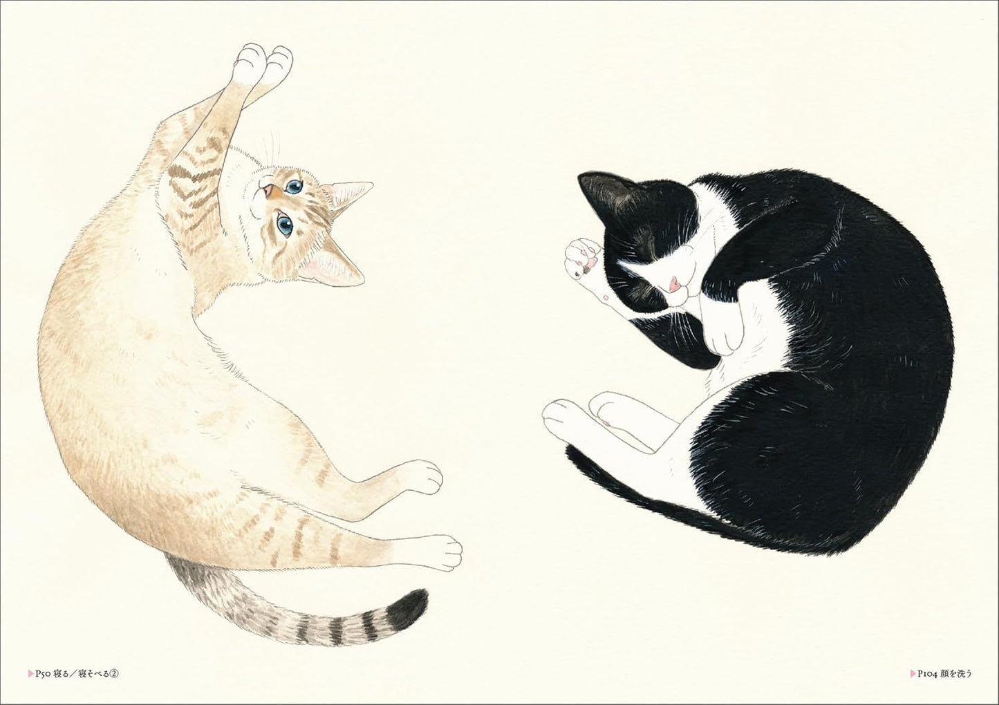 Cat Pose Illustrations