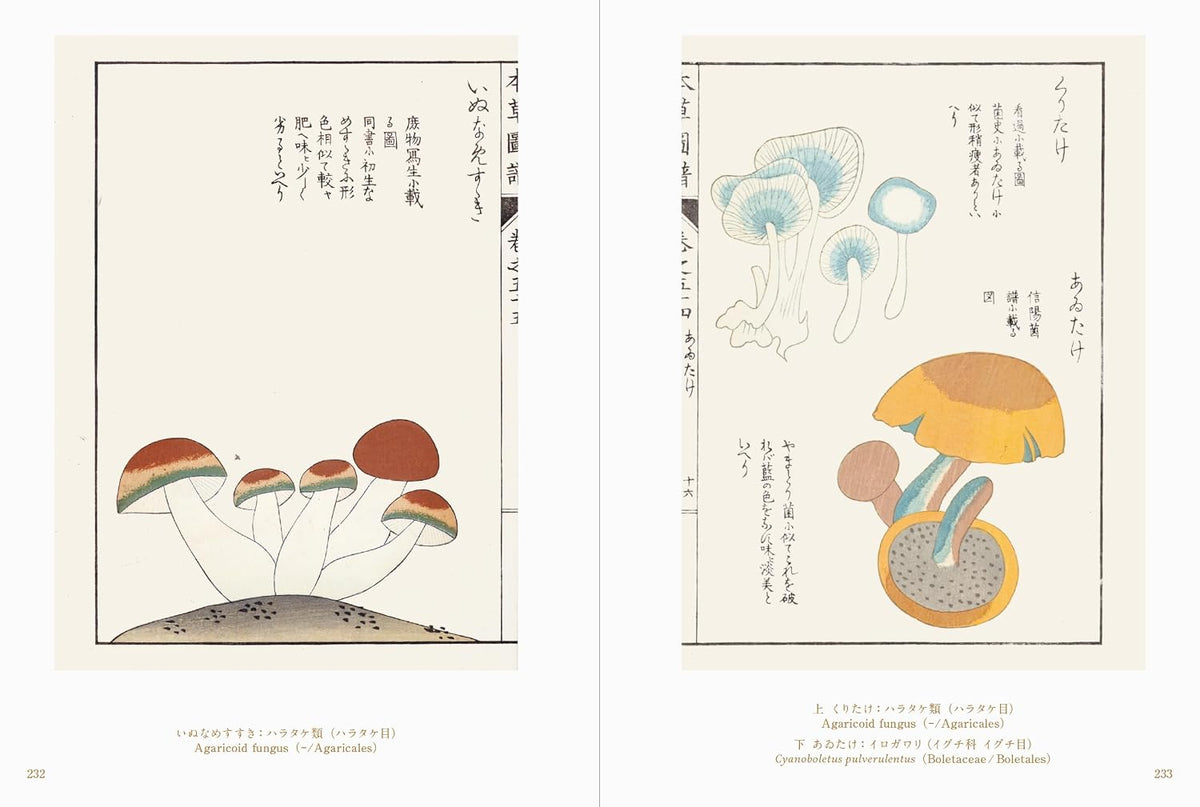 Beautiful Mushroom Illustrations of the World