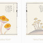 Beautiful Mushroom Illustrations of the World