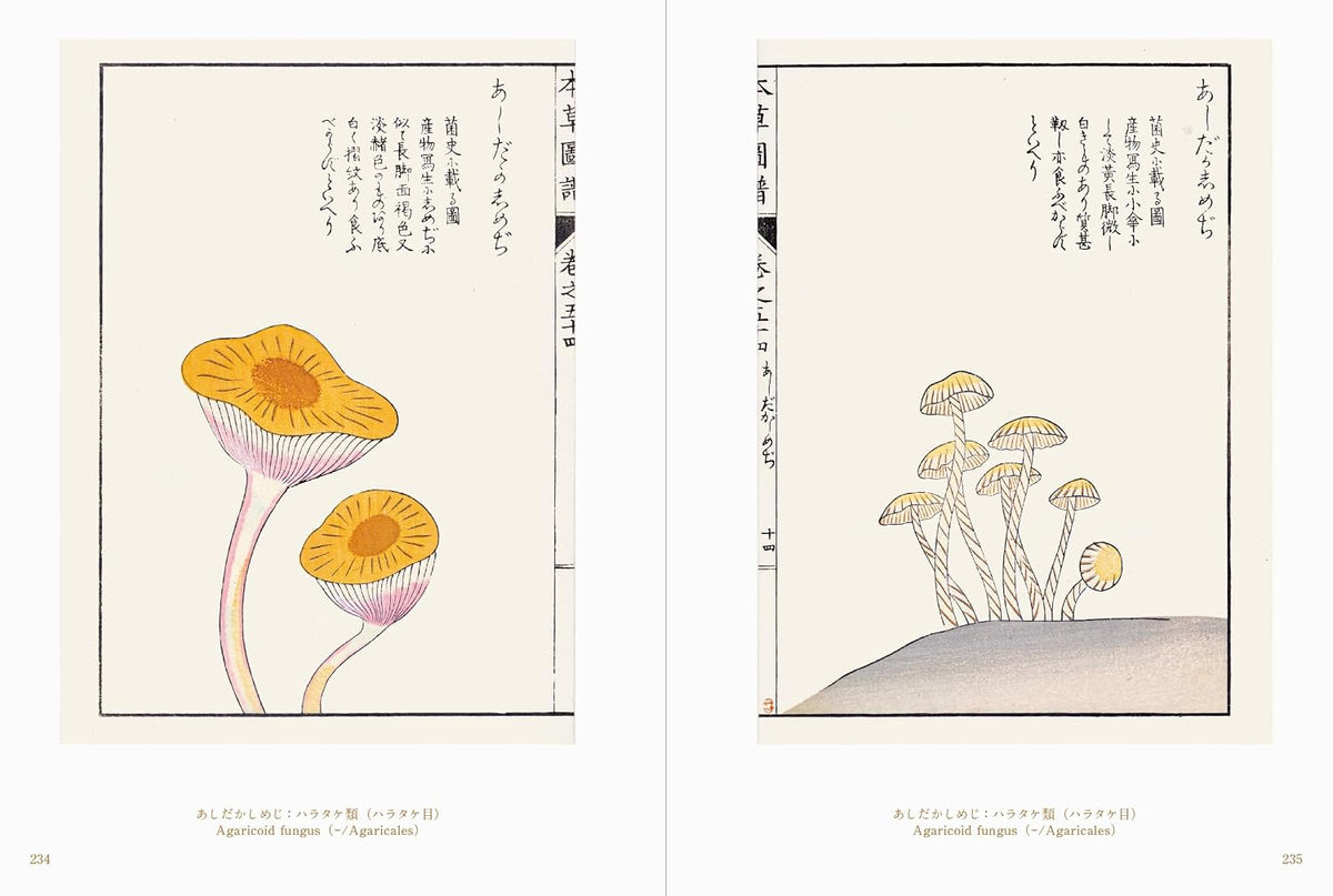 Beautiful Mushroom Illustrations of the World