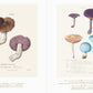 Beautiful Mushroom Illustrations of the World