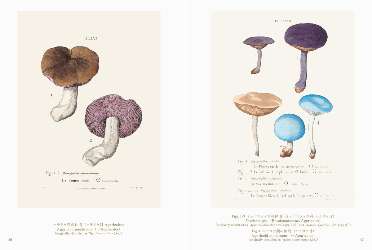 Beautiful Mushroom Illustrations of the World