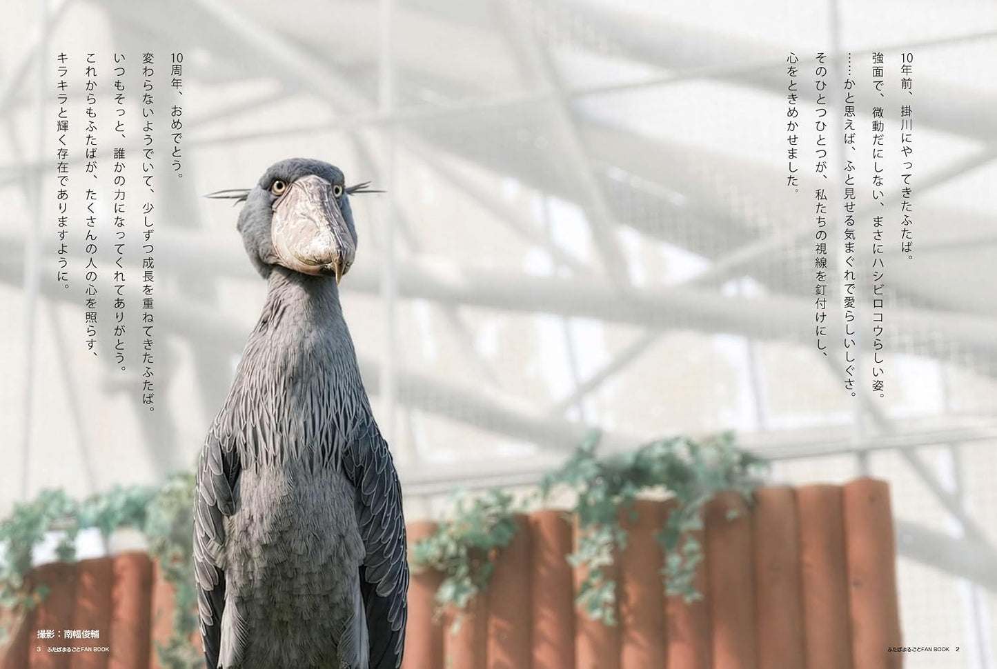 Shoebill Futaba: Complete Fan Book