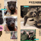Tanuki Marugoto Book