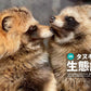 Tanuki Marugoto Book