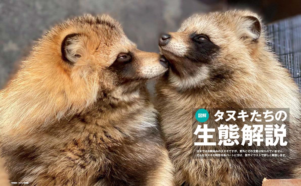 Tanuki Marugoto Book