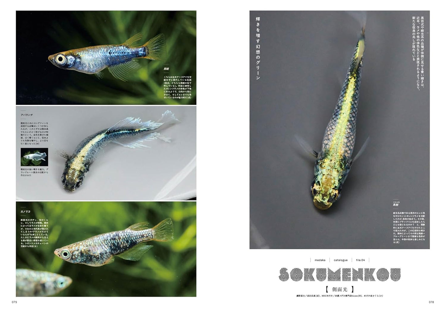 Medaka Trip Vol.1 2025-26 AUTUMN/WINTER