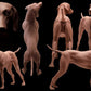 Animal Modeling - Zoological Anatomy for Sculptors Expanded Edition