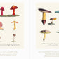 Beautiful Mushroom Illustrations of the World