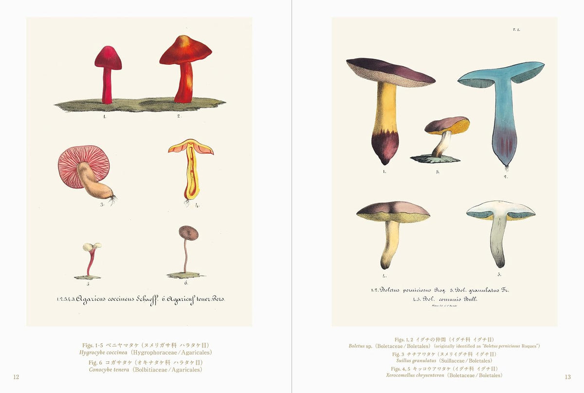 Beautiful Mushroom Illustrations of the World