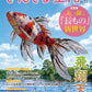 Kingyo Seikatsu Vol.12 cover
