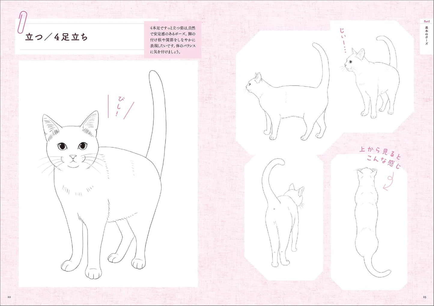 Cat Pose Illustrations