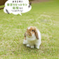 Usagi to Kurasu No.100 Summer 2026