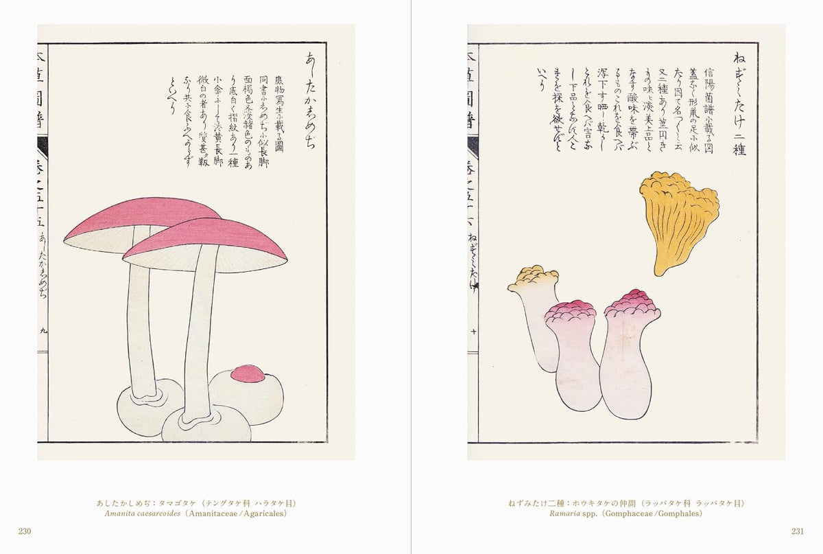 Beautiful Mushroom Illustrations of the World