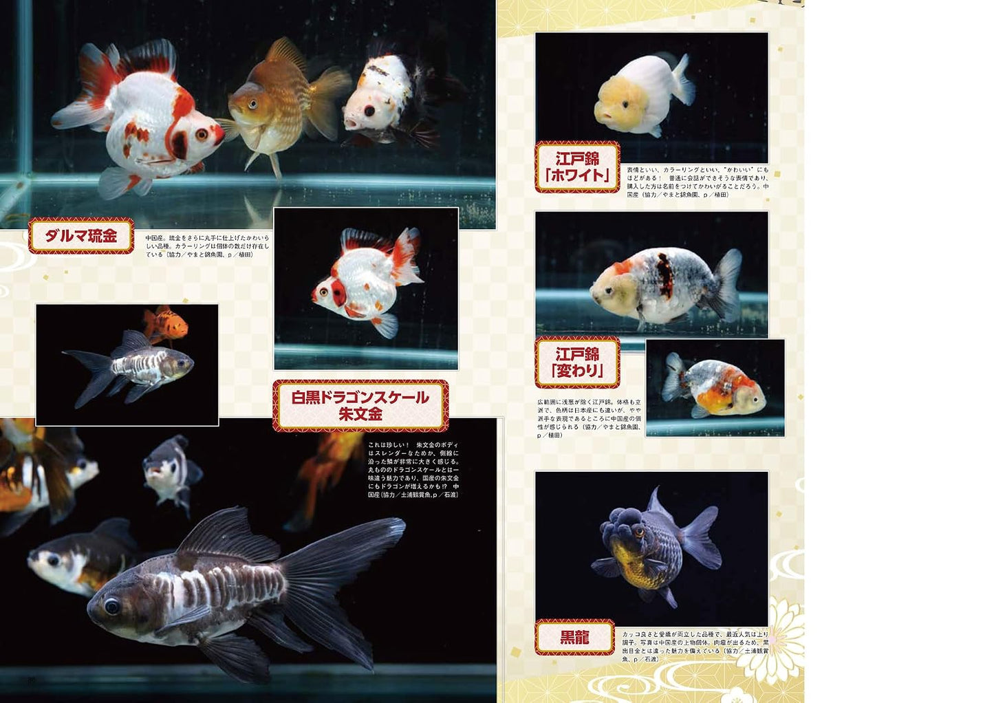 Kingyo Seikatsu Vol.12