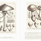 Beautiful Mushroom Illustrations of the World
