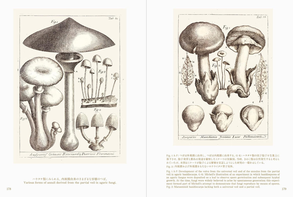 Beautiful Mushroom Illustrations of the World
