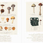 Beautiful Mushroom Illustrations of the World