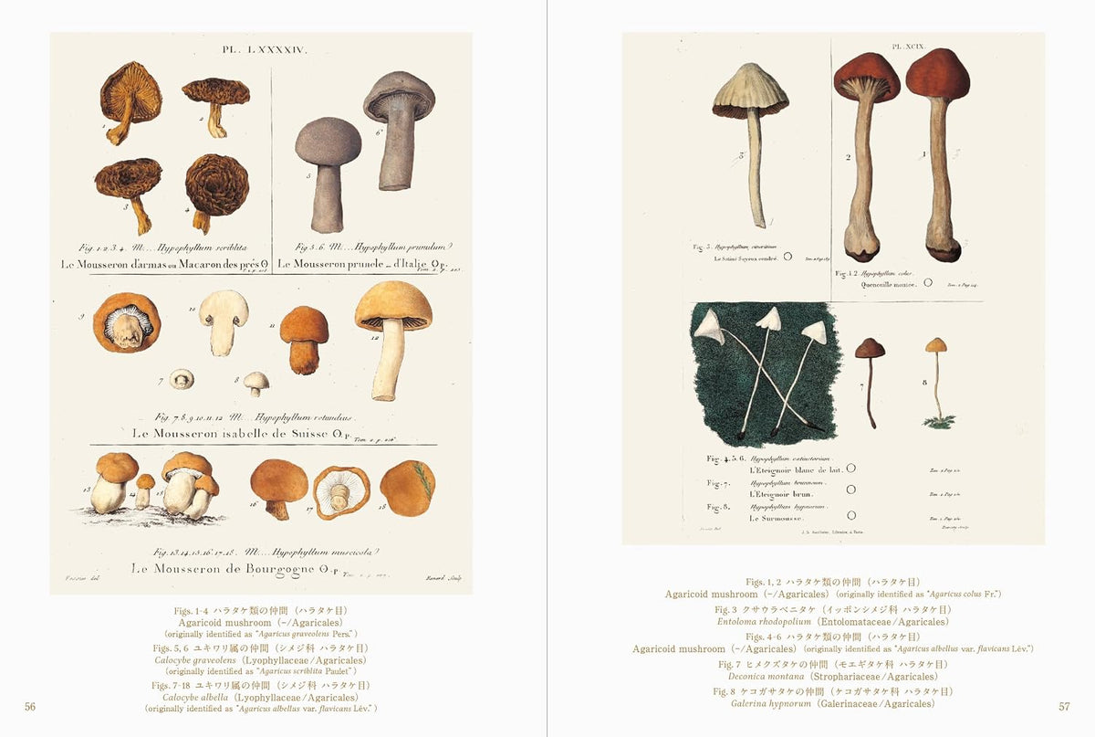 Beautiful Mushroom Illustrations of the World