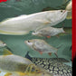 Monthly Aqualife August 2026