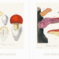Beautiful Mushroom Illustrations of the World