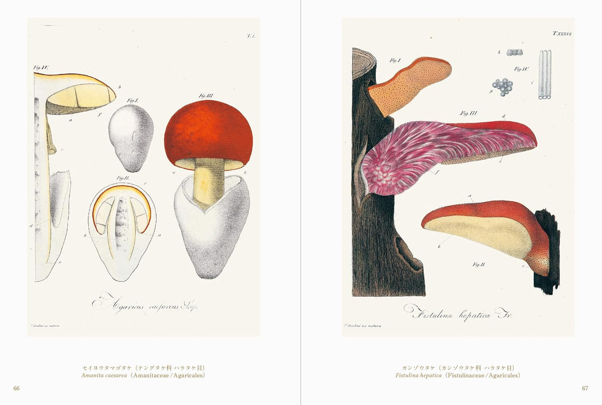 Beautiful Mushroom Illustrations of the World