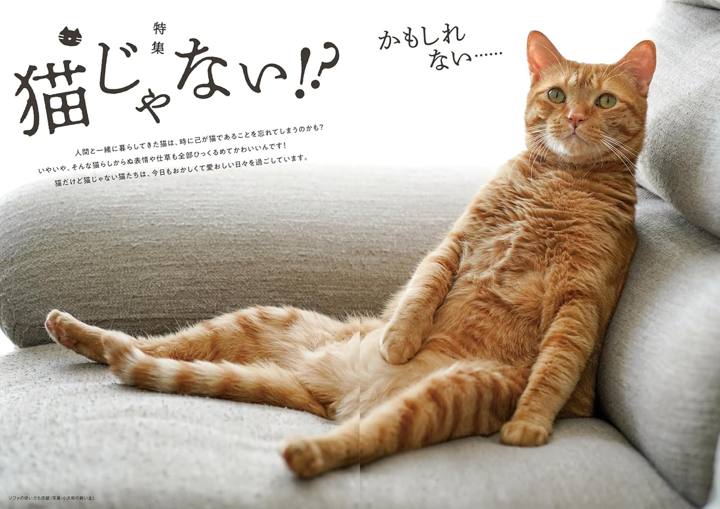 Nekomaru Summer/Autumn 2026