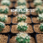 GREAT BOTANY Vol.4