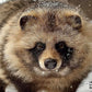 Tanuki Marugoto Book