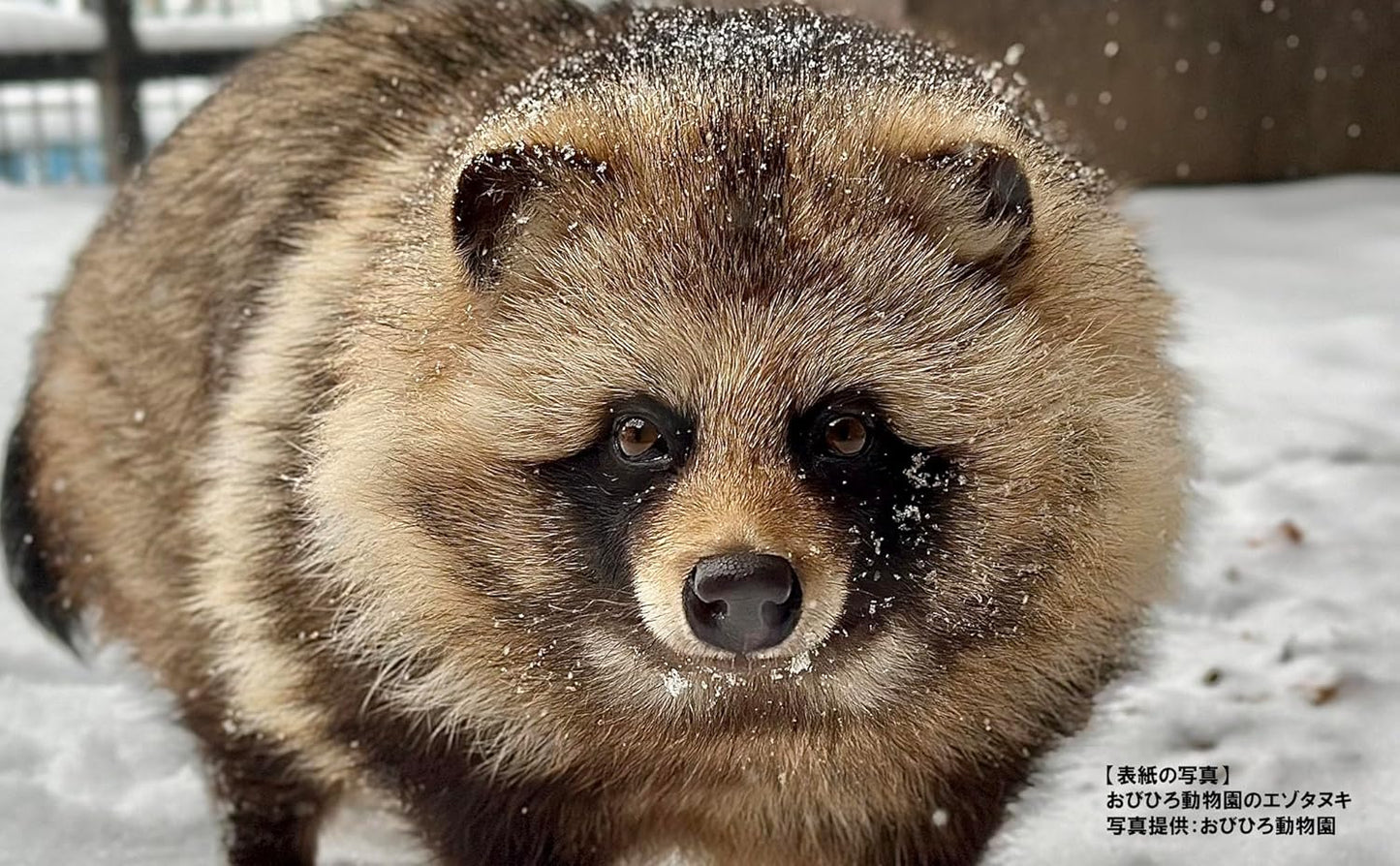 Tanuki Marugoto Book