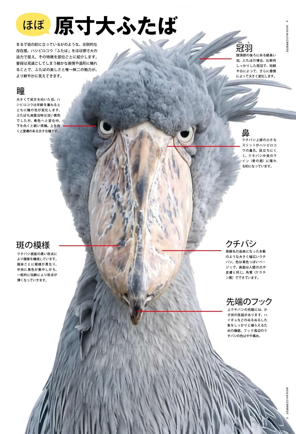 Shoebill Futaba: Complete Fan Book