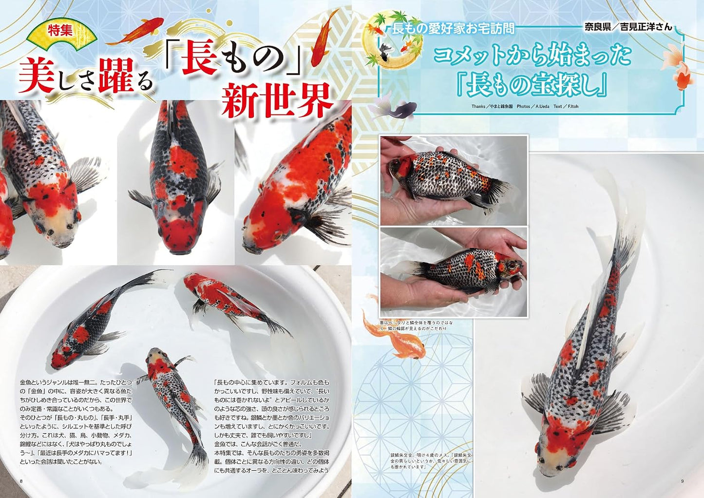 Kingyo Seikatsu Vol.12
