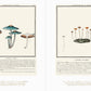 Beautiful Mushroom Illustrations of the World