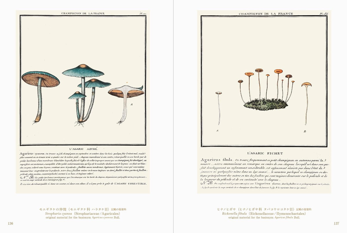 Beautiful Mushroom Illustrations of the World