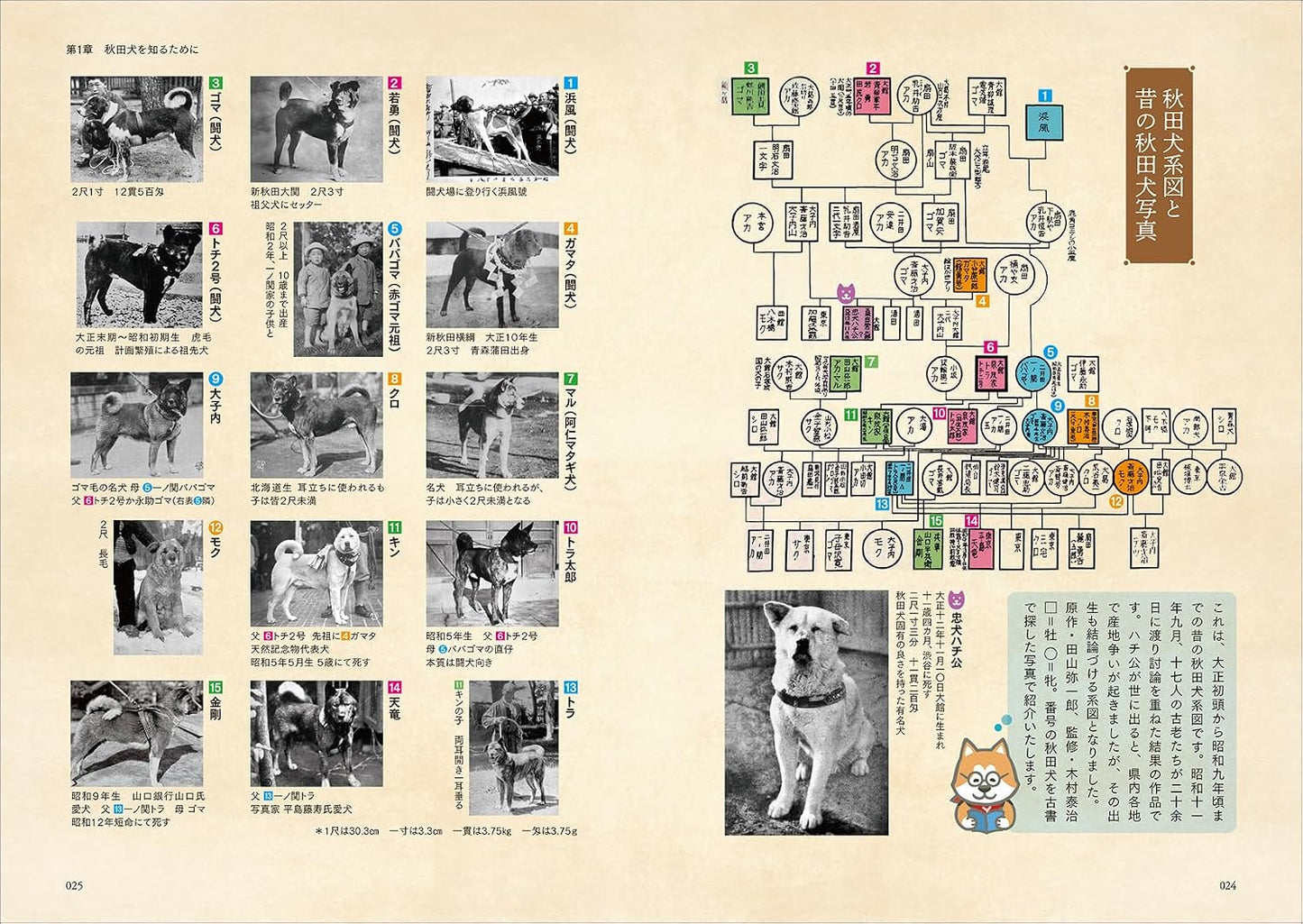 Akita Inu Reference Collection