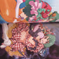 Macross Frontier Visual Collection Ranka Lee