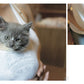 PaiPai nyan /Cat & Boobs Yuki Aoyama Photo Works