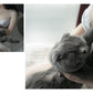 PaiPai nyan /Cat & Boobs Yuki Aoyama Photo Works