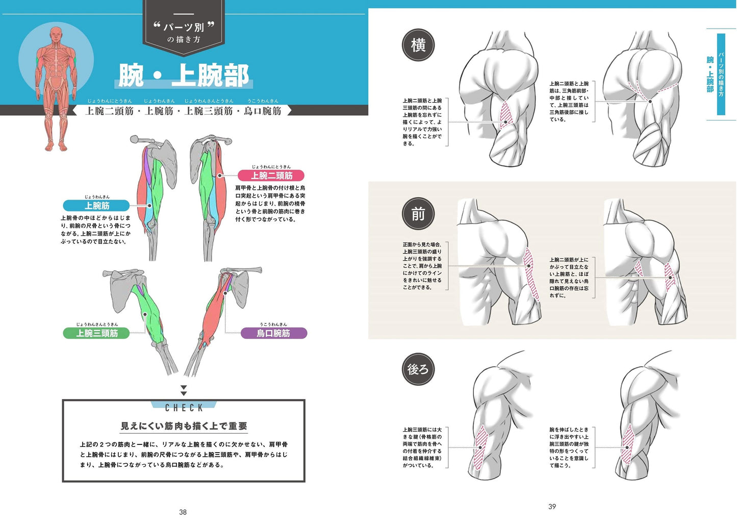 Draw muscles! Understand structure by body part