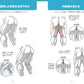 Draw muscles! Understand structure by body part