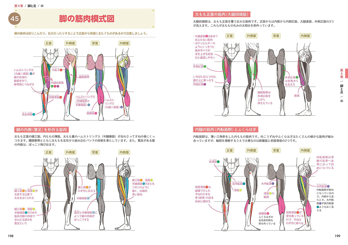 How to Draw the Body & Anatomy Encyclopedia – MOYASHI JAPAN BOOKS